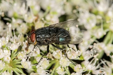 Whitefly (Calliphora vomitoria), male to wild angelica (Angelica sylvestris), Baden-Wuerttemberg,...