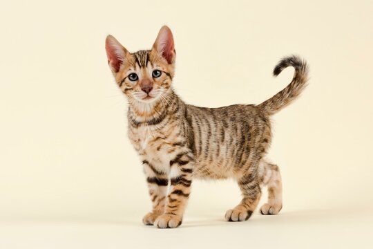 Breed cat Toyger (Felis silvestris catus), age 9 weeks, color brown black mackerel