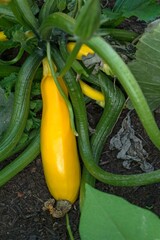 Yellow courgettes (Cucurbita pepo subsp. pepo convar. giromontiina) on the plant, Germany, Europe