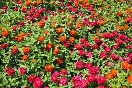 Dahlia flowers in summer, Montreal, Quebec, Canada, North America
