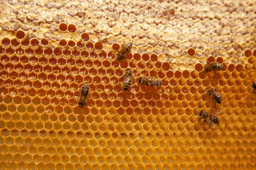 Working bees on the yellow honeycomb with sweet honey..