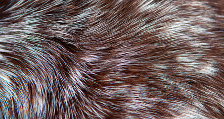 Beautiful spotted fur close-up. Texture of brown animal wool. Dog fur.