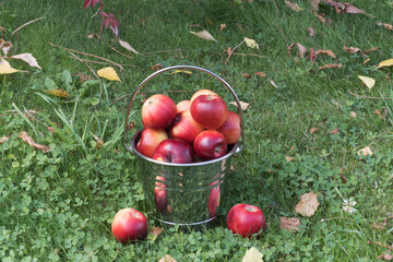 Red apples in a shiny bucket on a background of grass.