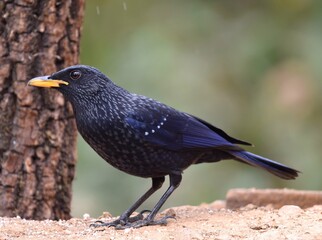 Blue whistling thrush