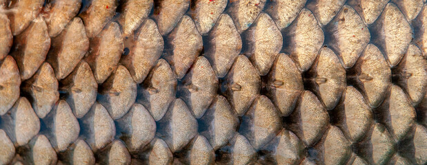 Fish scales close up. The skin of a fish as a background. © Vera
