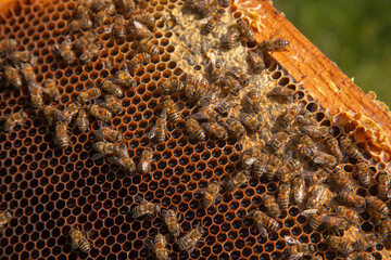 Working bees on the brown honeycomb with sweet honey..