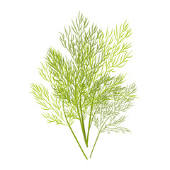 Sprig of dill. Vector image isolated on white background