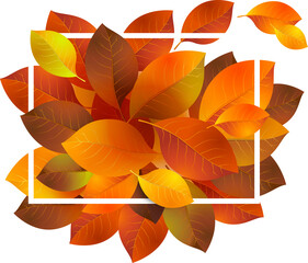 Fototapeta premium autumn leaves vector