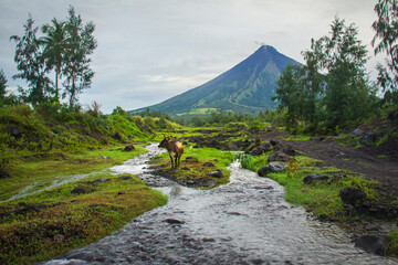 River from Mayon Volcano and Cow in Legazpi City Albay Philippines