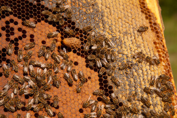 Open hive showing the bees swarming on a honeycomb and big cell with young bee queen..