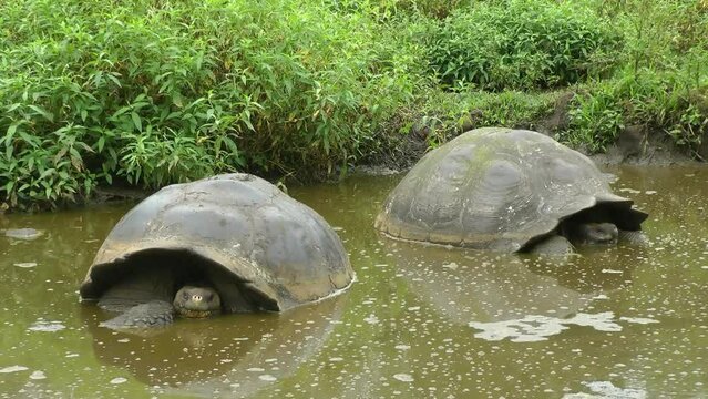 Giant tortoises (Chelonoidis porteri) on Galapagos in a pond, Ecuador, South America