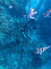 Scuba Divers swim in tropical sea at the coral reef in the Red Sea, Egypt..