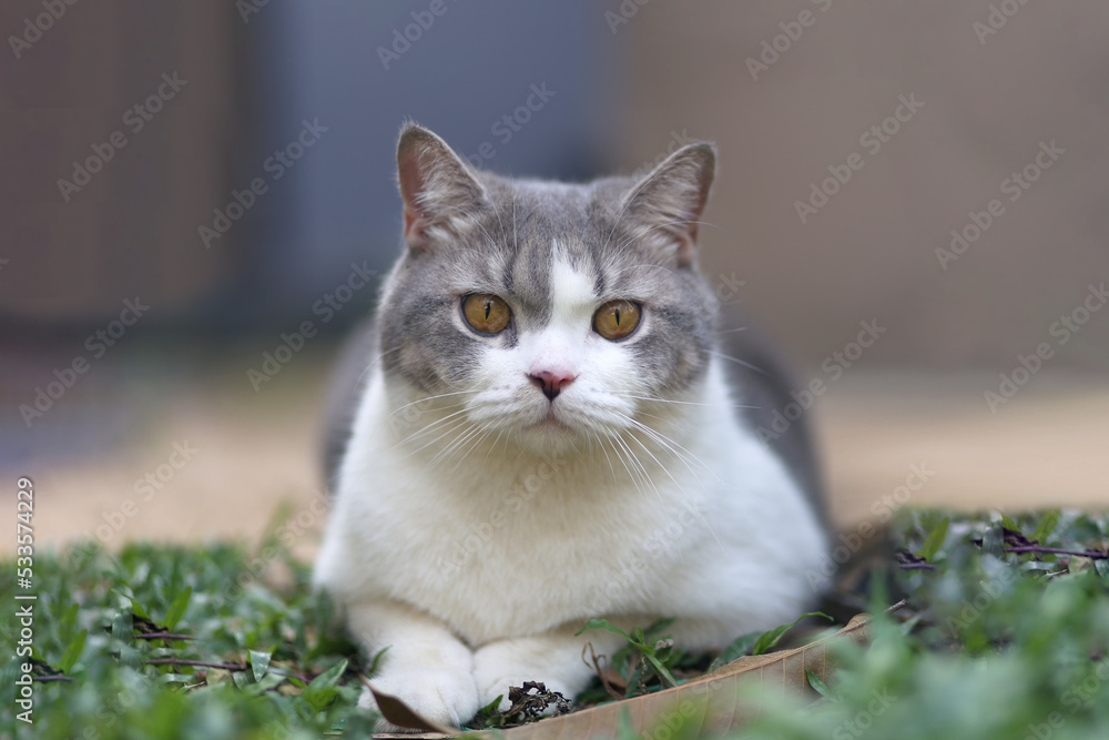 Wall mural Scottish fold cat sitting on green grass in the garden. Tabby blue cat looking something. Beautiful white cat sitting on the ground.