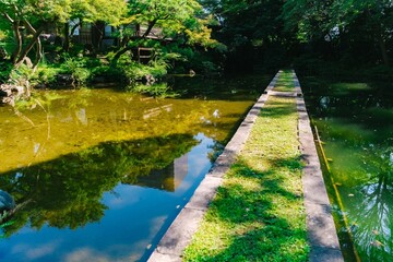 Naklejka premium pond in the park