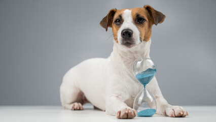 Jack Russell Terrier dog lies next to an hourglass on a gray background.