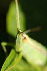 Close up macro photography of "Japanese katydid (Kirigirisu, Gampsocleis spp.) head part.