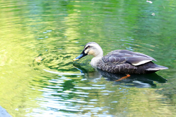Fototapeta premium Spot-billed duck, swimming close up photograph.