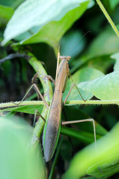 Gray brown colored insect predetor, Ookamakiri (Tenodera aridifolia), looking for prey in the bush (Insect entomology ecology macro photo. Japan)