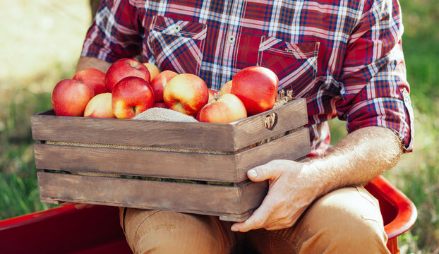 Senior man harvesting fresh red apple on his huge garden, gardening concept. fruits at fall harvest. Senior man pleased with apple harvest in autumn picking organic Apples into wooden box