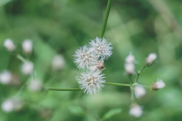 The beautiful grass flower was in the field after the heavy rain.