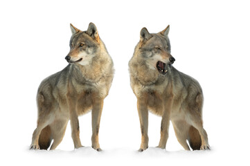 two gray wolf isolated on white background