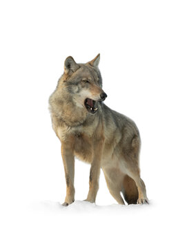 howling gray wolf isolated on white background