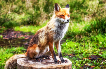 Red Fox sitting and posing