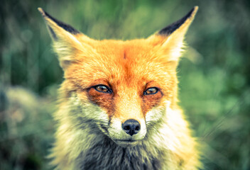 Portait of red fox (vulpes vulpes) in green forest