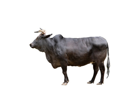  black zebu cattle isolated on white background