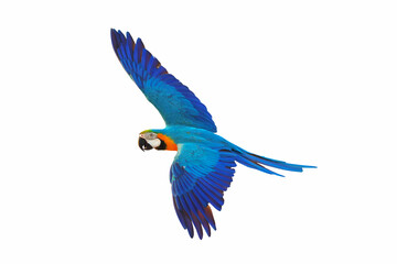 Colorful Blue and gold macaw flying isolated on white background.