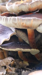 wild mushrooms in a forest