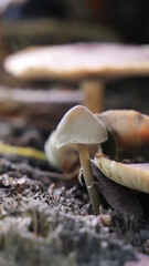 mushrooms in the forest