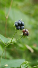 black currant bush