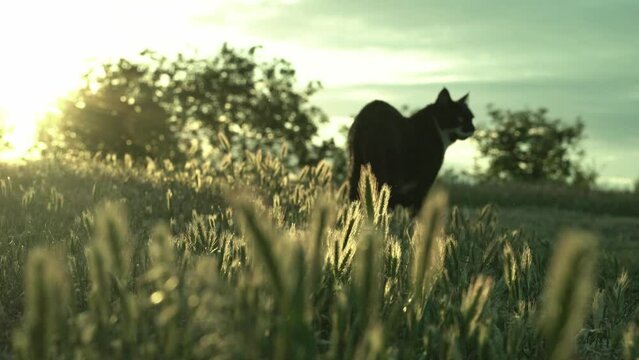 cat for a walk. good mood. spikelets and a cat beam at sunset.