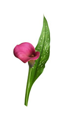 Pink flower and green leaf of Zantedeschia (calla)isolated