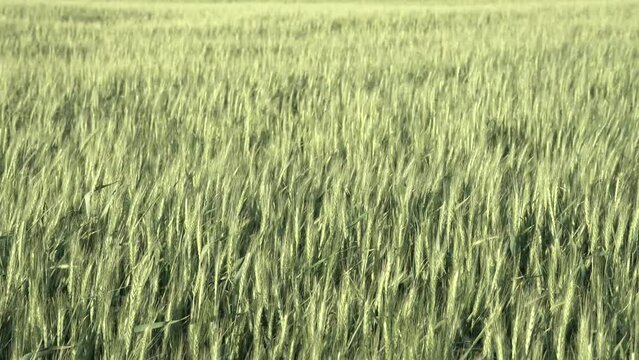 young spikelets of wheat. the wind shakes the spikelets. cereal crops, harvest.