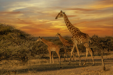 Giraffe Kenya masai mara.(Giraffa reticulata) sunset.