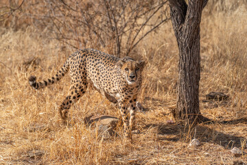 cheetah in the African savannah waiting for prey Namibia.