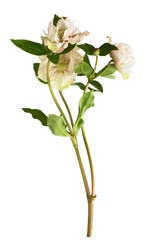 Obraz premium Pink fluffy helleborus flowers and leaves isolated