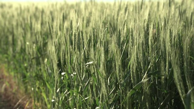 young spikelets of wheat. the wind shakes the spikelets. cereal crops, harvest.