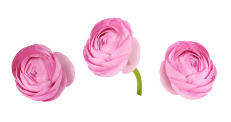 Set of pink ranunculus flower and bud isolated