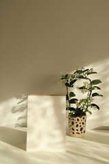 natural lights and shadows on white paper page with modern plant on the backgrpund