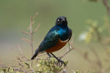 Beautiful portrait of a superb starling with its striking colors leaning on a branch in the savannah of Kenya, Africa