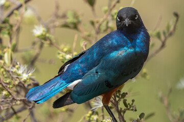 Beautiful close-up portrait of a superb starling with its striking colors looking at the camera in the savannah of Kenya, Africa