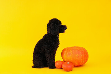 Black dog and pumpkins on yellow background