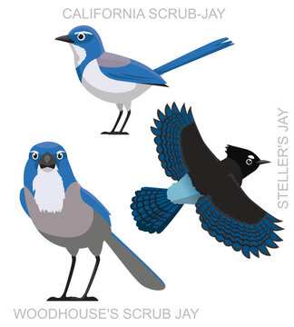 Cute Bird Scrub Jay Set Cartoon Vector