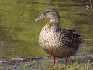 Wild duck in their natural environment.