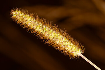Sweet macro of single yellow foxtail (bristle grasses) with golden brown background. Nature picture, herbal, flower