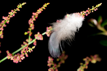 Small sweet grey feather with rainbow reflections on the sorrel with dark background. Pink flowers. Blurry background. Nature photo.