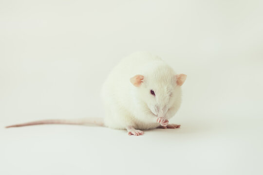 White rat dumbo with red eyes cleaning and washing itself, isolated on white background. Pet, rodent. Laboratory experiment